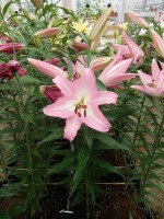 [5218 Highbury VZ No01.JPG]